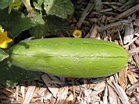 Courge-torchon, Luffa cylindrica (fam Cucurbitacees) (Afr., Asie tropicale) (4) (Photo F. Mrugala)
